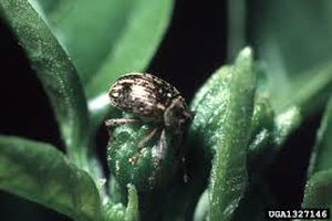uploads/images/pest/capsicum pepper weevil.jpg